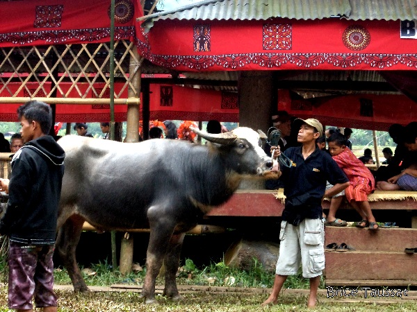 Le marché aux buffles de Rantepao, à Sulawesi