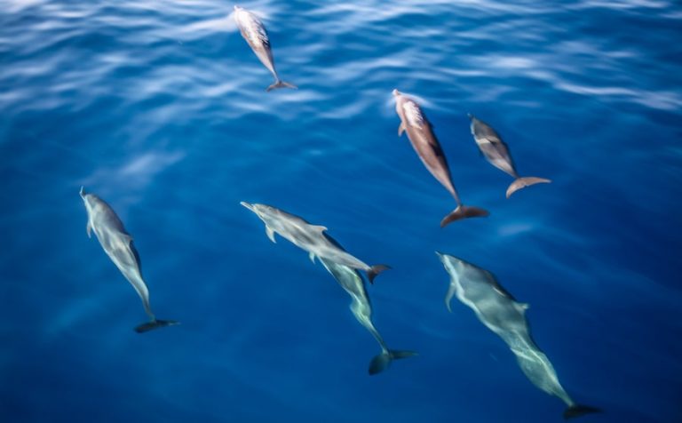 Des dauphins dans l'archipel de Komodo