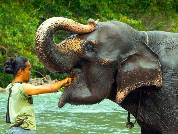 Le bain des éléphants à Tangkahan, à Sumatra