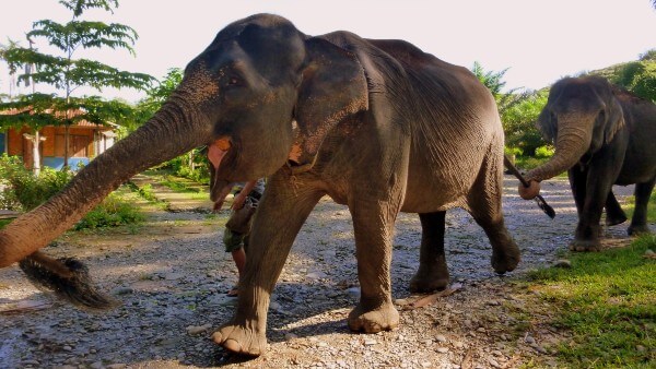 Des éléphants de Sumatra à Tangkahan