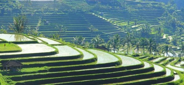 Vue sur les rizières de Jatiluwih à Bali