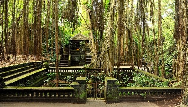 La forêt des singes dans la ville d'Ubud à Bali