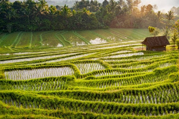 Les rizières de Belimbing à Bali