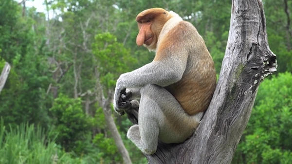 Un singe nasique dans la jungle de Bornéo en Indonésie