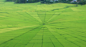 Des rizières en forme concentrique dans le pays manggarai à Flores