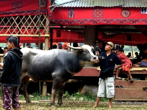 Un homme et son buffle lors d'une cérémonie au pays Toraja à Sulawesi