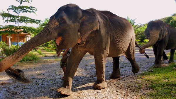 Des éléphants dans la jungle de sumatra