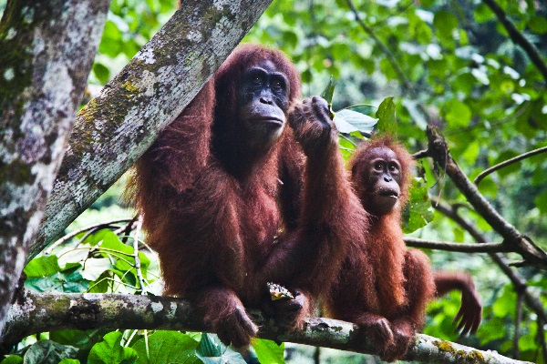 Des orangs-outans dans la jungle de sumatra