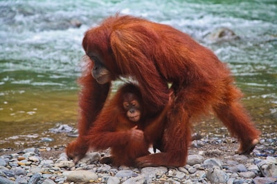 Une mère Orang-outan et son petit